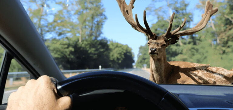 How To  Avoid Vehicle Collisions With Wildlife