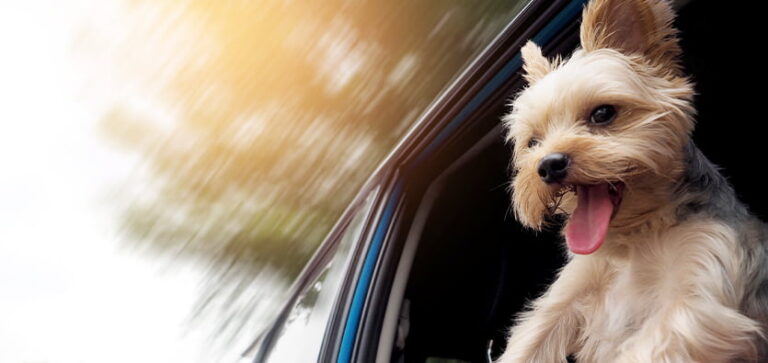 Safety Tips When Travelling With Furry Friends